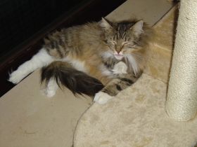 Beauty in ihrem neuen Zuhause