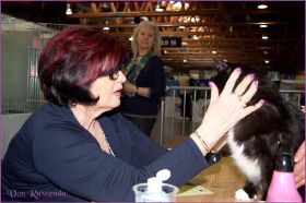 Die Norwegischen Waldkatzen von Ruwenda in St.Gallen 2013