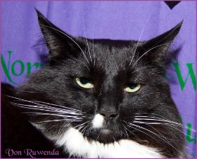 Die Norwegischen Waldkatzen von Ruwenda in St.Gallen 2013