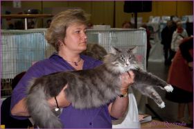 Die Norwegischen Waldkatzen von Ruwenda in St.Gallen 2013