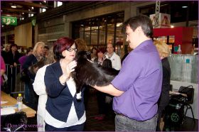 Die Norwegischen Waldkatzen von Ruwenda in St.Gallen 2013