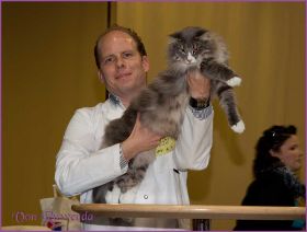 Die Norwegischen Waldkatzen von Ruwenda in St.Gallen 2013Die Norwegischen Waldkatzen von Ruwenda in St.Gallen 2013