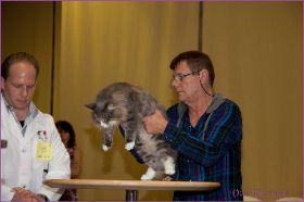 Die Norwegischen Waldkatzen von Ruwenda in St.Gallen 2013