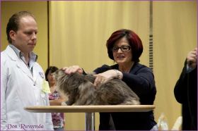 Die Norwegischen Waldkatzen von Ruwenda in St.Gallen 2013