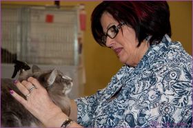 Die Norwegischen Waldkatzen von Ruwenda in St.Gallen 2013