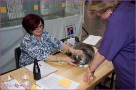 Die Norwegischen Waldkatzen von Ruwenda in St.Gallen 2013