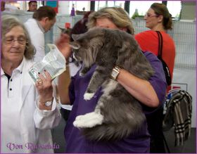 Die Norwegischen Waldkatzen von Ruwenda in St.Gallen 2013