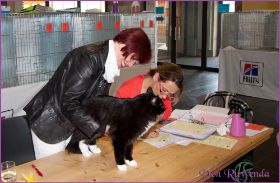 Die Norwegischen Waldkatzen von Ruwenda in St.Gallen 2013