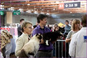 Die Norwegischen Waldkatzen von Ruwenda in St.Gallen 2013