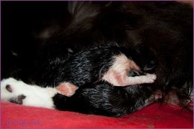 Theoden von den Norwegischen Waldkatzen von Ruwenda