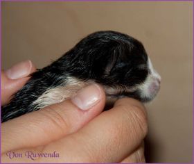 Theoden von den Norwegischen Waldkatzen von Ruwenda