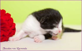 Theoden von den Norwegischen Waldkatzen von Ruwenda