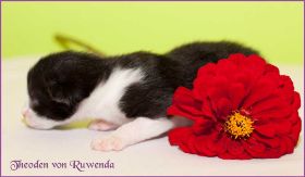 Theoden von den Norwegischen Waldkatzen von Ruwenda