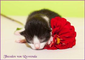 Theoden von den Norwegischen Waldkatzen von Ruwenda