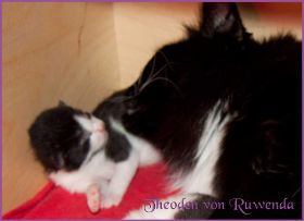 Theoden von den Norwegischen Waldkatzen von Ruwenda