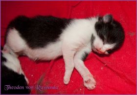 Theoden von den Norwegischen Waldkatzen von Ruwenda