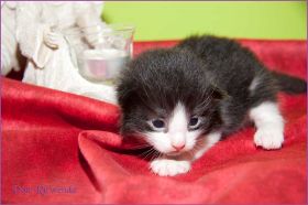 Theoden von den Norwegischen Waldkatzen von Ruwenda