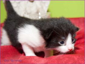 Theoden von den Norwegischen Waldkatzen von Ruwenda