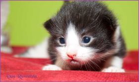 Theoden von den Norwegischen Waldkatzen von Ruwenda