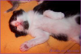 Theoden von den Norwegischen Waldkatzen von Ruwenda