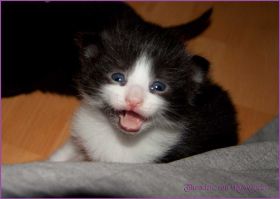 Theoden von den Norwegischen Waldkatzen von Ruwenda