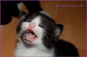 Theoden von den Norwegischen Waldkatzen von Ruwenda