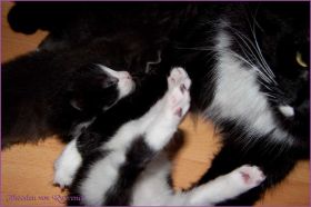 Theoden von den Norwegischen Waldkatzen von Ruwenda