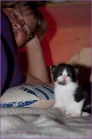 Theoden von den Norwegischen Waldkatzen von Ruwenda