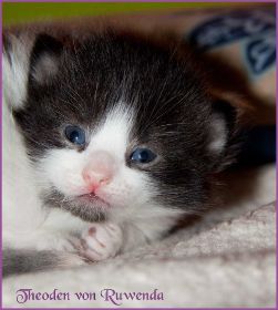 Theoden von den Norwegischen Waldkatzen von Ruwenda