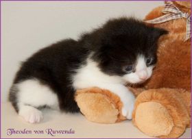 Theoden von den Norwegischen Waldkatzen von Ruwenda