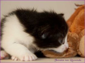 Theoden von den Norwegischen Waldkatzen von Ruwenda