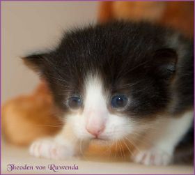 Theoden von den Norwegischen Waldkatzen von Ruwenda