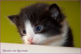 Theoden von den Norwegischen Waldkatzen von Ruwenda