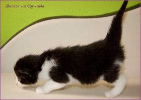 Theoden von den Norwegischen Waldkatzen von Ruwenda