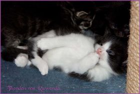 Theodén von den Norwegischen Waldkatzen von Ruwenda