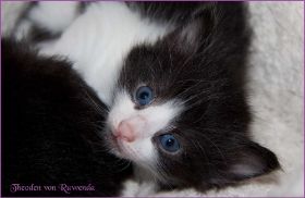 Theodén von den Norwegischen Waldkatzen von Ruwenda