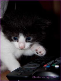 Theodén von den Norwegischen Waldkatzen von Ruwenda