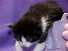 Theodén von den Norwegischen Waldkatzen von Ruwenda