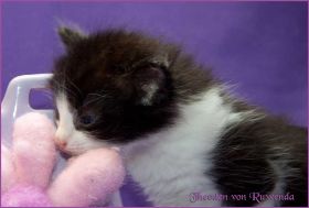 Theodén von den Norwegischen Waldkatzen von Ruwenda