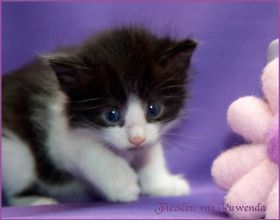 Theodén von den Norwegischen Waldkatzen von Ruwenda