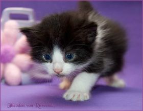 Theodén von den Norwegischen Waldkatzen von Ruwenda