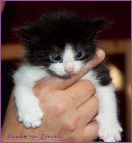 Theodén von den Norwegischen Waldkatzen von Ruwenda