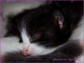 Theodén von den Norwegischen Waldkatzen von Ruwenda