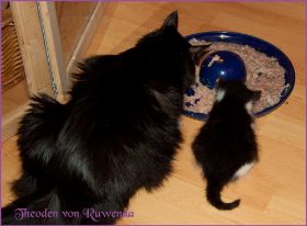 Theodén von den Norwegischen Waldkatzen von Ruwenda