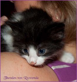 Theodén von den Norwegischen Waldkatzen von Ruwenda