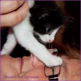 Theodén von den Norwegischen Waldkatzen von Ruwenda