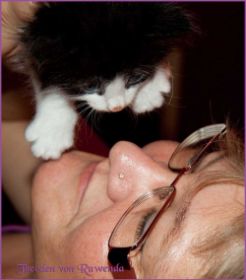 Theodén von den Norwegischen Waldkatzen von Ruwenda