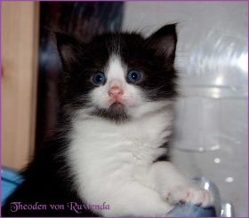 Theodén von den Norwegischen Waldkatzen von Ruwenda