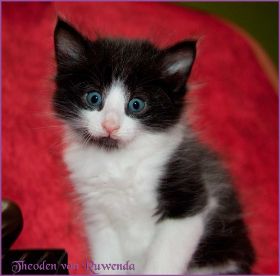 Theodén von den Norwegischen Waldkatzen von Ruwenda