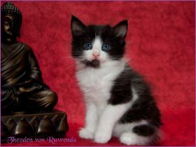 Theodén von den Norwegischen Waldkatzen von Ruwenda